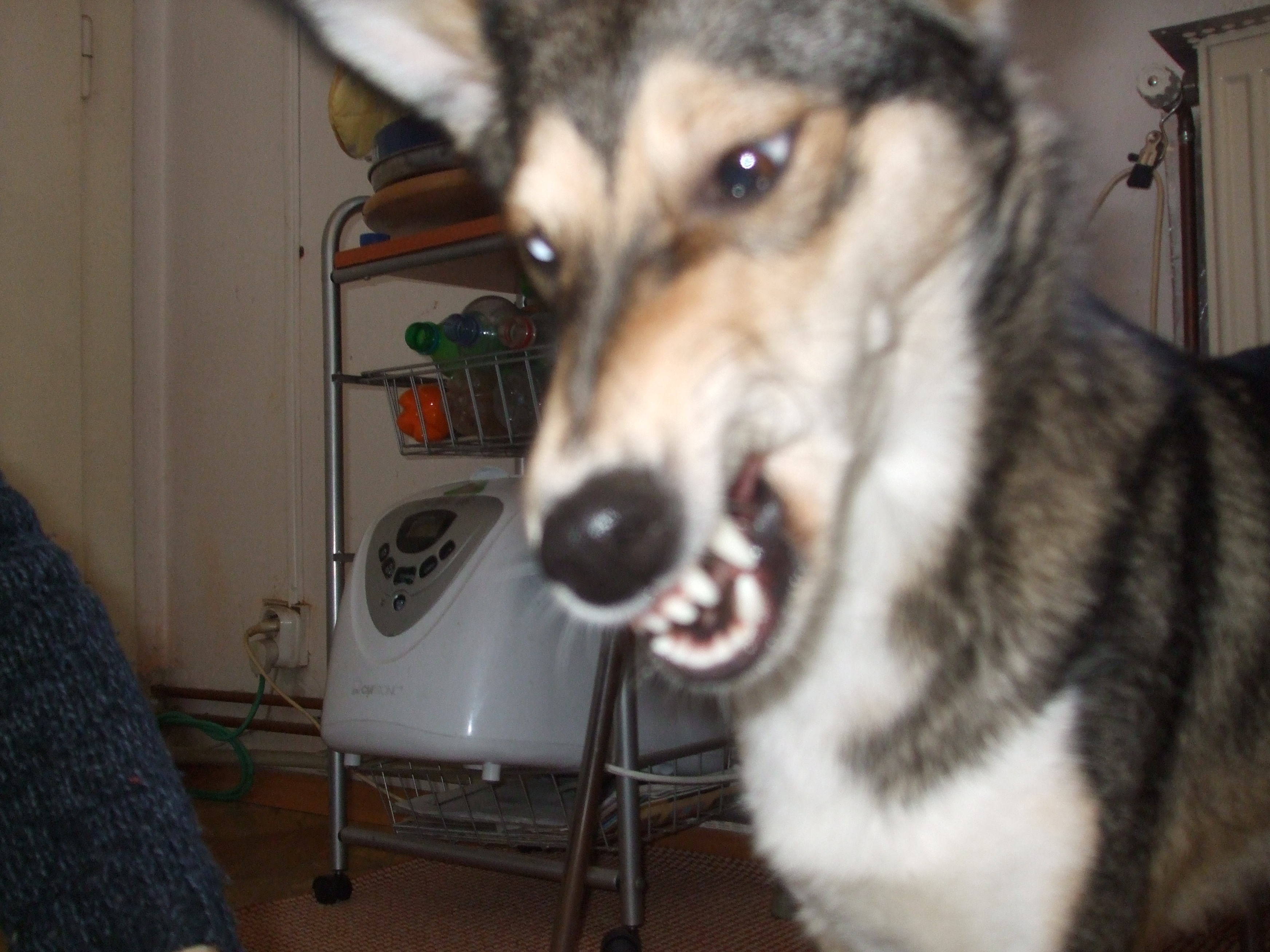 DSCF0184.JPG