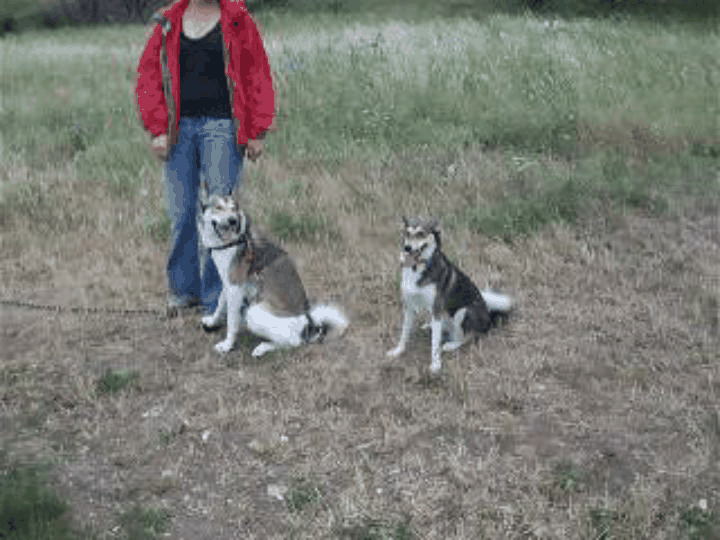 nie_habibi2.gif
