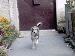 Habibi4.gif